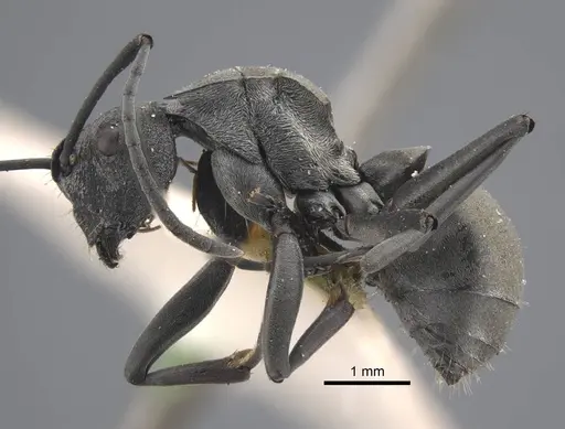 Polyrhachis orsylla specimen CASENT0917289 image casent0917289_4