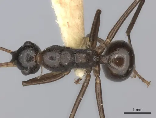 Polyrhachis osae specimen CASENT0217788 image casent0217788_1