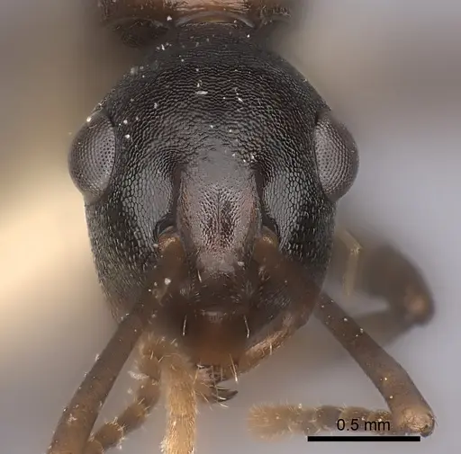 Polyrhachis osae specimen CASENT0217788 image casent0217788_2