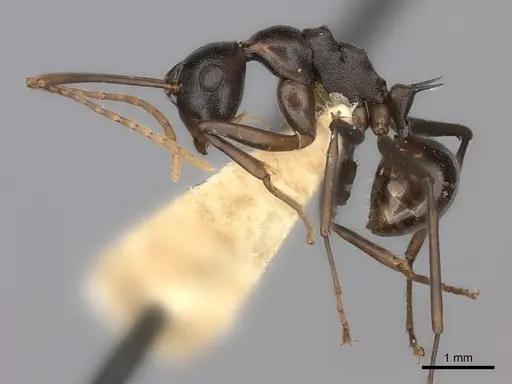 Polyrhachis osae specimen CASENT0217788 image casent0217788_3