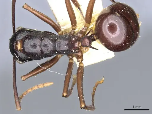 Polyrhachis osae specimen CASENT0903311 image casent0903311_1