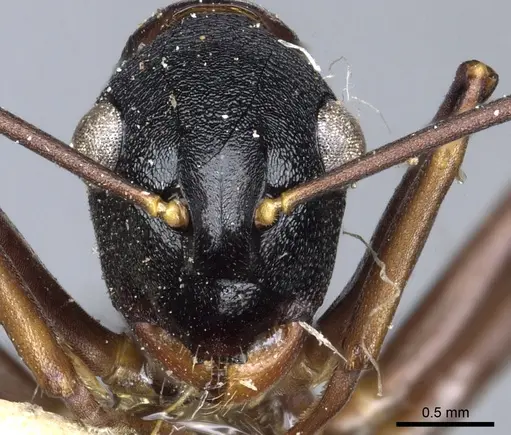 Polyrhachis osae specimen CASENT0903311 image casent0903311_2
