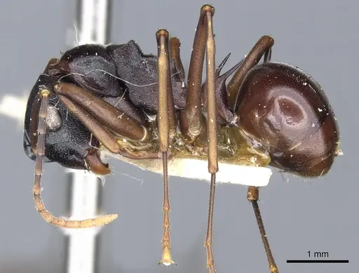 Polyrhachis osae specimen CASENT0903311 image casent0903311_3