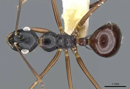Polyrhachis osae specimen CASENT0905570 image casent0905570_1