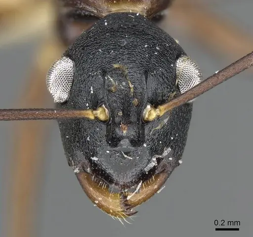 Polyrhachis osae specimen CASENT0905570 image casent0905570_2