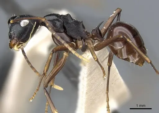 Polyrhachis osae specimen CASENT0905570 image casent0905570_3