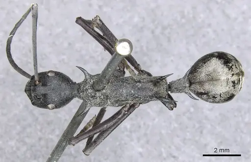 Polyrhachis osiris specimen CASENT0903361 image casent0903361_1