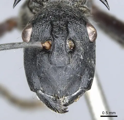 Polyrhachis osiris specimen CASENT0903361 image casent0903361_2