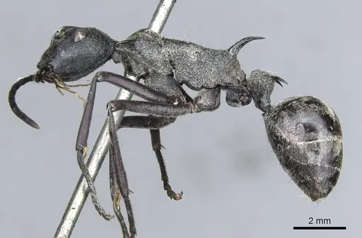 Polyrhachis osiris specimen CASENT0903361 image casent0903361_3