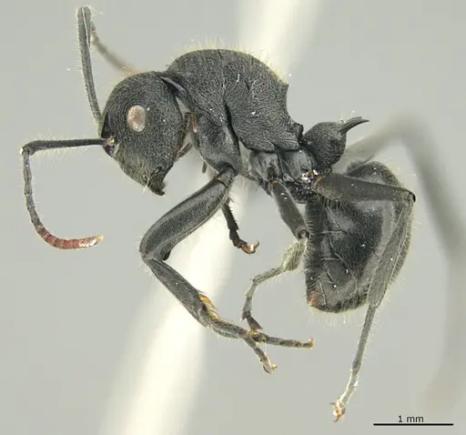 Polyrhachis otleti specimen CASENT0087978 image casent0087978_1