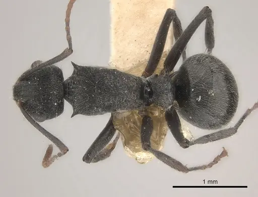 Polyrhachis otleti specimen CASENT0227549 image casent0227549_1
