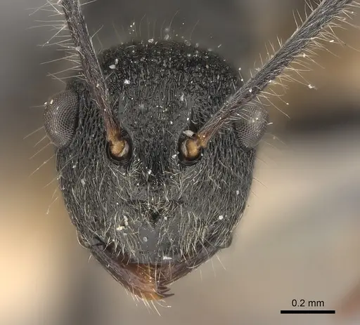 Polyrhachis otleti specimen CASENT0227549 image casent0227549_2