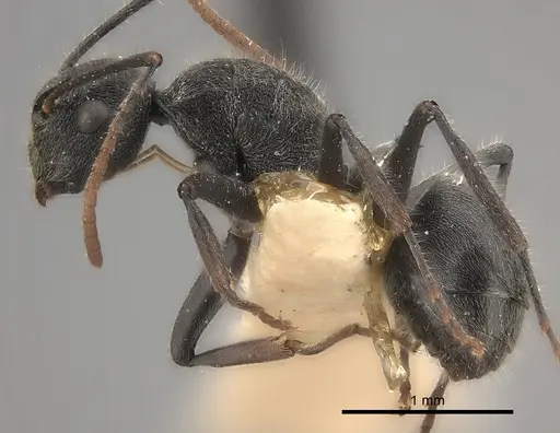 Polyrhachis otleti specimen CASENT0227549 image casent0227549_3