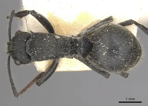 Polyrhachis otleti specimen CASENT0910950 image casent0910950_1