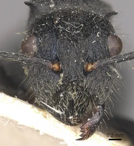 Polyrhachis otleti specimen CASENT0910950 image casent0910950_2
