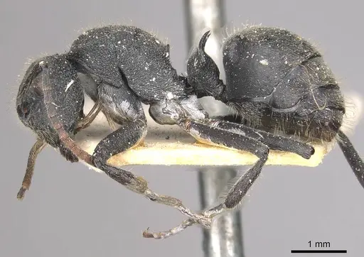 Polyrhachis otleti specimen CASENT0910950 image casent0910950_3