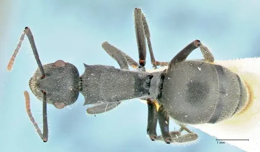 Polyrhachis otleti specimen FOCOL2580 image focol2580_1