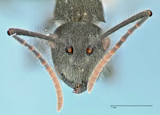 Polyrhachis otleti specimen FOCOL2580 image focol2580_2