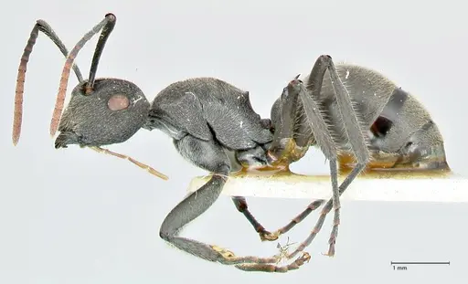 Polyrhachis otleti specimen FOCOL2580 image focol2580_3