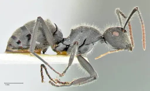 Polyrhachis otleti specimen FOCOL2580 image focol2580_4