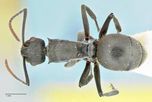 Polyrhachis otleti specimen FOCOL2581 image focol2581_1