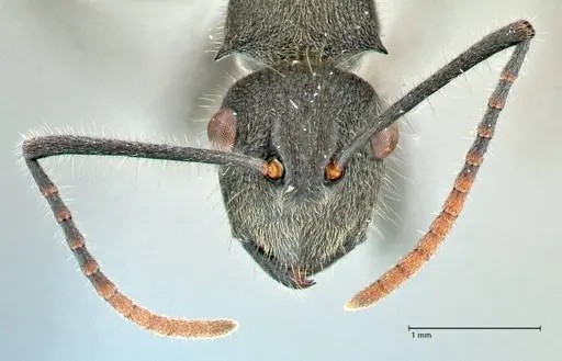 Polyrhachis otleti specimen FOCOL2581 image focol2581_2