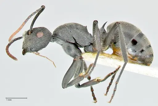 Polyrhachis otleti specimen FOCOL2581 image focol2581_3