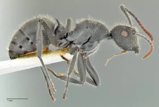 Polyrhachis otleti specimen FOCOL2581 image focol2581_4
