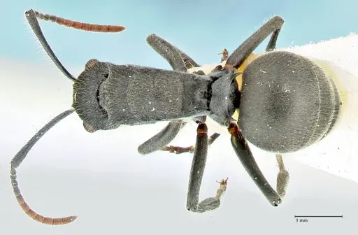Polyrhachis otleti specimen FOCOL2582 image focol2582_1