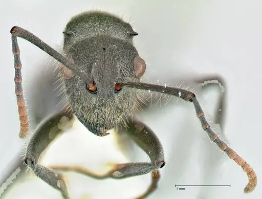 Polyrhachis otleti specimen FOCOL2582 image focol2582_2