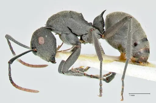 Polyrhachis otleti specimen FOCOL2582 image focol2582_3