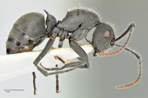 Polyrhachis otleti specimen FOCOL2582 image focol2582_4