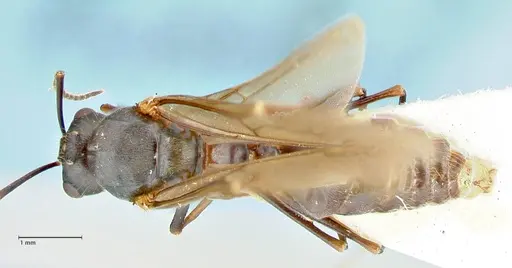 Polyrhachis otleti specimen FOCOL2583 image focol2583_1