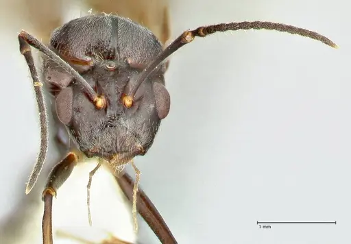 Polyrhachis otleti specimen FOCOL2583 image focol2583_2