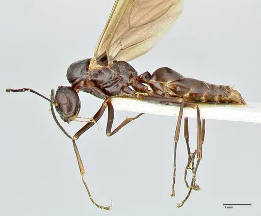 Polyrhachis otleti specimen FOCOL2583 image focol2583_3
