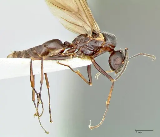 Polyrhachis otleti specimen FOCOL2583 image focol2583_4