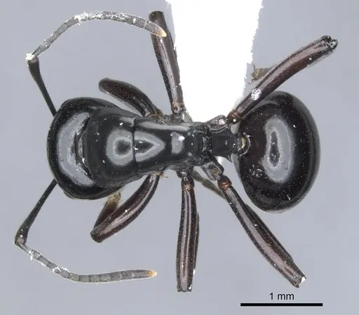 Polyrhachis pacifica specimen CASENT0903399 image casent0903399_1