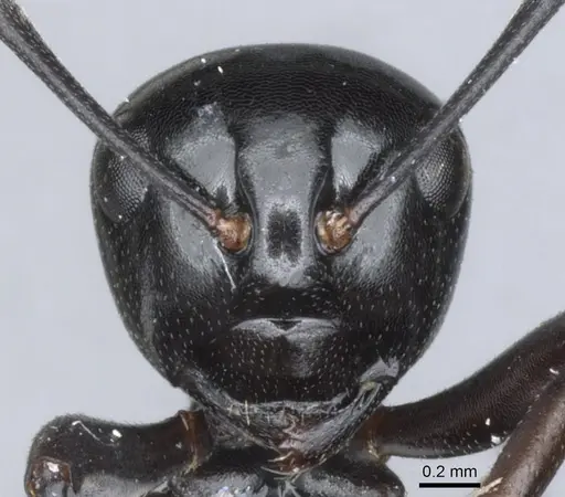 Polyrhachis pacifica specimen CASENT0903399 image casent0903399_2