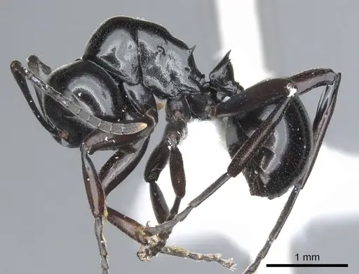 Polyrhachis pacifica specimen CASENT0903399 image casent0903399_3