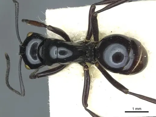 Polyrhachis pagana specimen CASENT0912107 image casent0912107_1