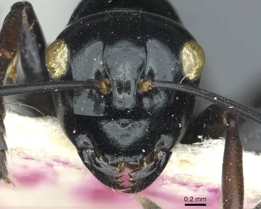 Polyrhachis pagana specimen CASENT0912107 image casent0912107_2