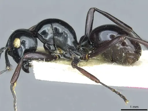 Polyrhachis pagana specimen CASENT0912107 image casent0912107_3