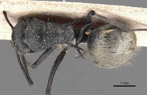Polyrhachis pallescens specimen CASENT0905581 image casent0905581_1