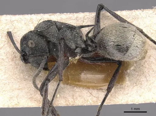 Polyrhachis pallescens specimen CASENT0905581 image casent0905581_3