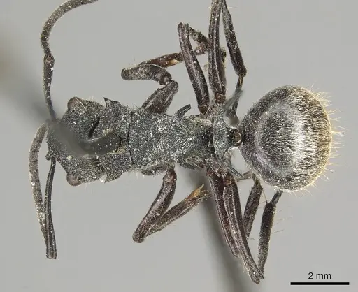 Polyrhachis pallescens specimen CASENT0915618 image casent0915618_1