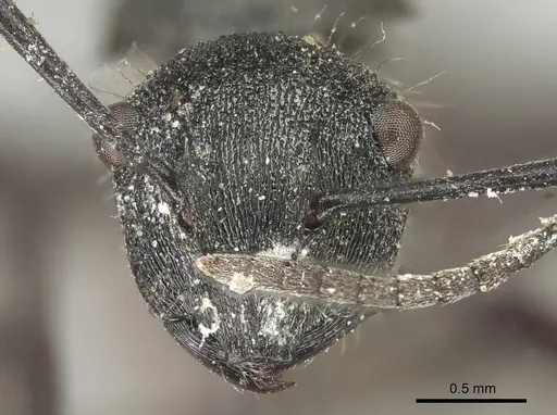 Polyrhachis pallescens specimen CASENT0915618 image casent0915618_2