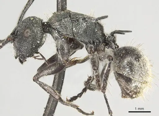 Polyrhachis pallescens specimen CASENT0915618 image casent0915618_3