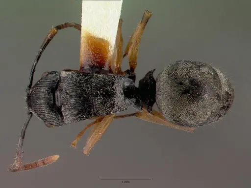 Polyrhachis pallipes specimen CASTYPE06955 image castype06955_1