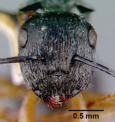 Polyrhachis pallipes specimen CASTYPE06955 image castype06955_2