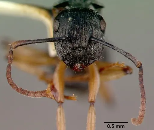 Polyrhachis pallipes specimen CASTYPE06955 image castype06955_3